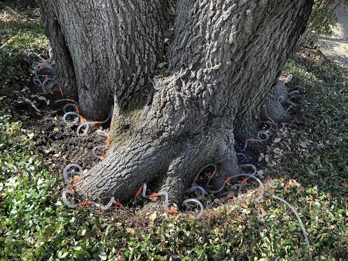 Detailed Tree Cabling and Bracing job site in Chavies