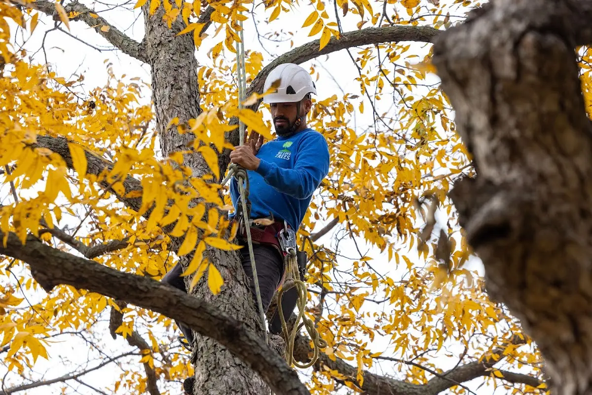 Skilled Tree Planing crew working in Chavies